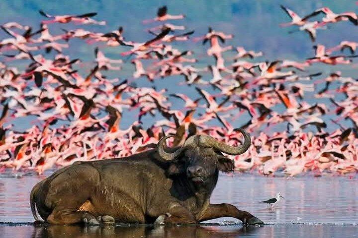 7 Days 6 Nights Kenya Wilderness Explorer Tour