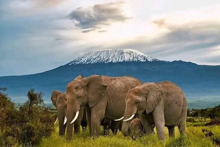 6 Days Amboseli, Naivasha and Masai Mara Safari Experience
