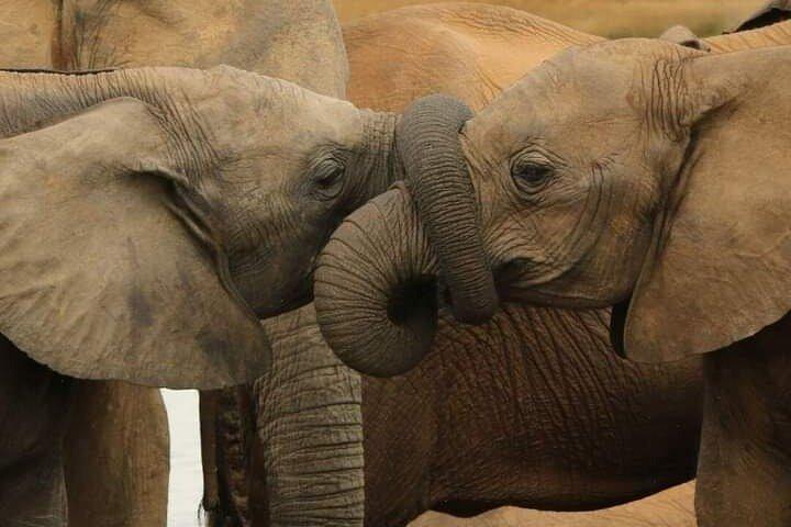 7 Days 6 Nights Kenya Wilderness Explorer Tour