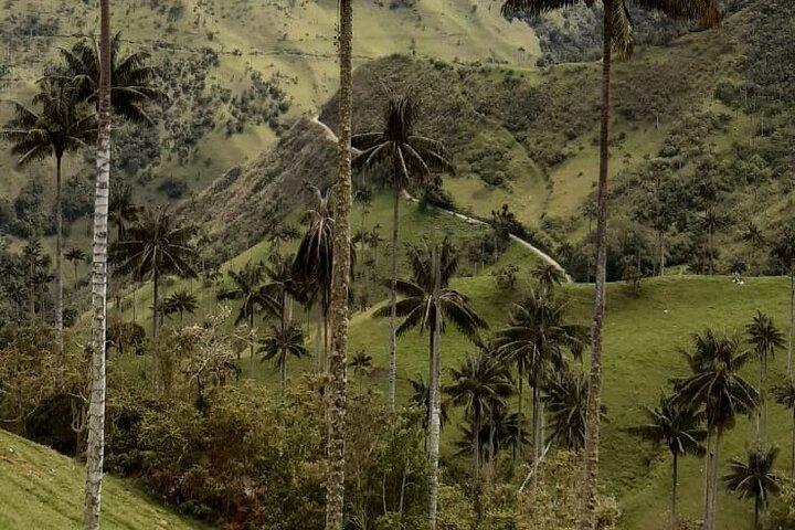 Salento, Cradle of wax palm, Carbonera Hike Tour
