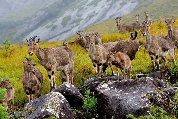4 Days Private Kerala Tour -Kochi, Munnar, Thekkady with 3* Hotel
