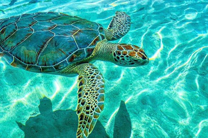 Nassau: 3 islands Pigs,Turtles,Snorkel & Beach Club with lunch