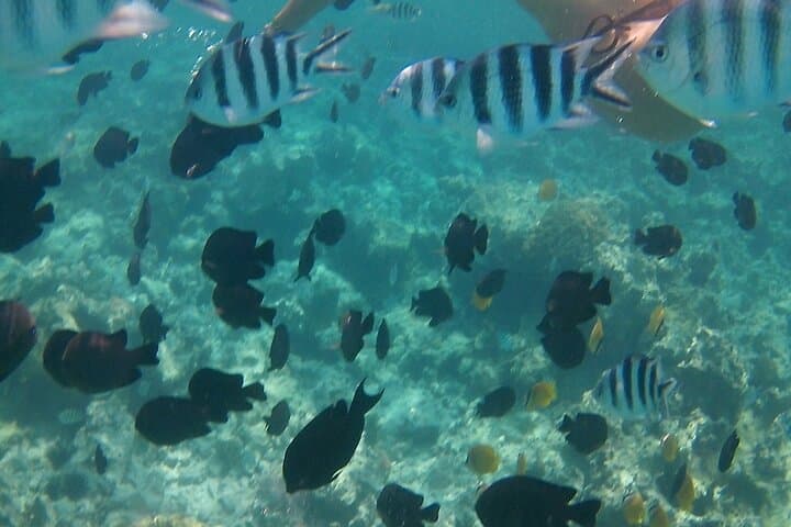 Discover Chania Underwater–2 Easy Dives with Free Photos & Pickup