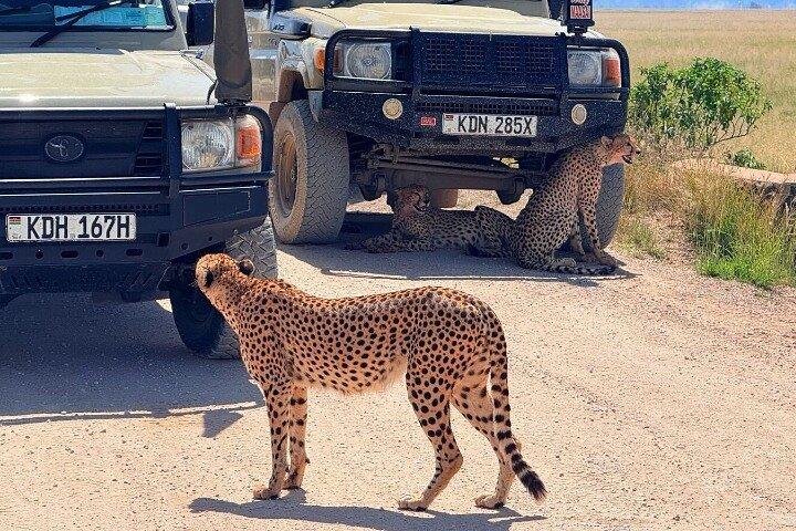 Amboseli National Park Day Safari With Options