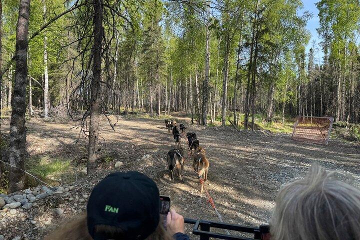 Anchorage's Authentic Dog Sledding Experience