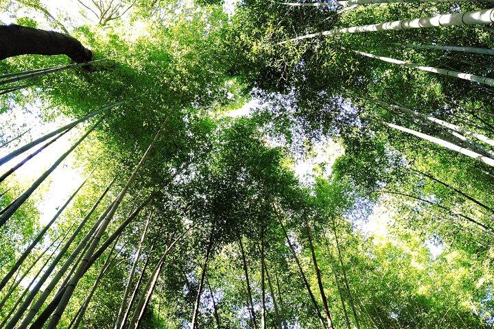 Kyoto: Serene Morning Walk in Arashiyama Bamboo Grove