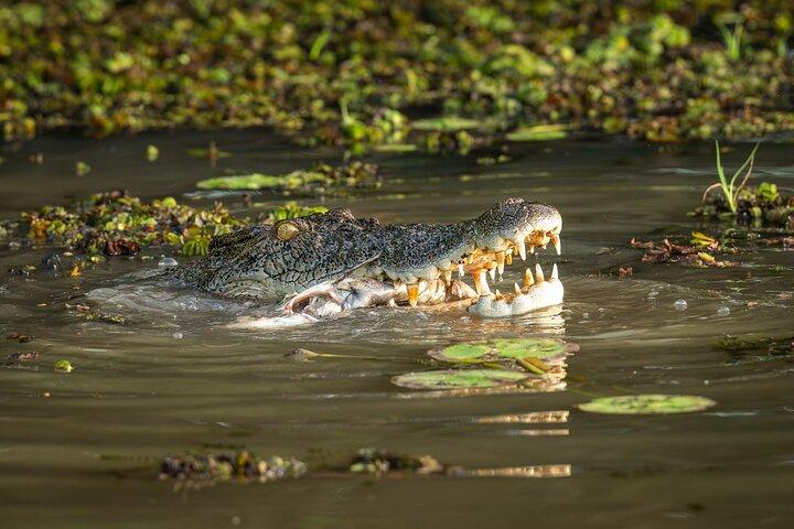 Spectacular Jumping Crocodile Cruise with Darwin Transfer Bus
