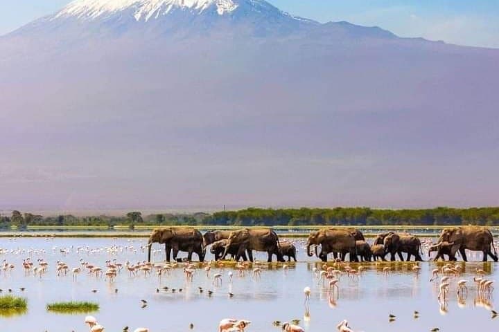 6 Days Amboseli, Naivasha and Masai Mara Safari Experience
