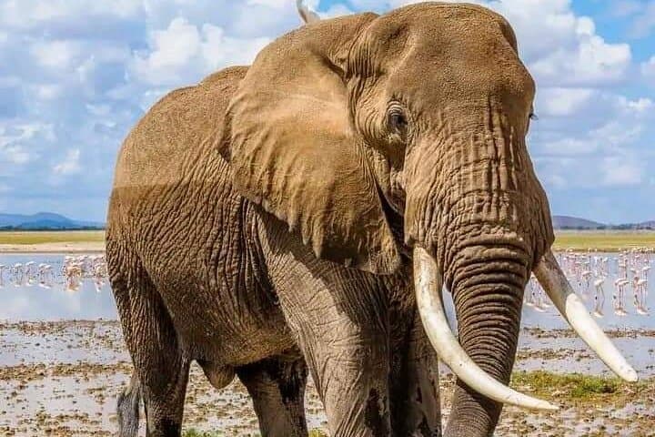 6 Days Amboseli, Naivasha and Masai Mara Safari Experience