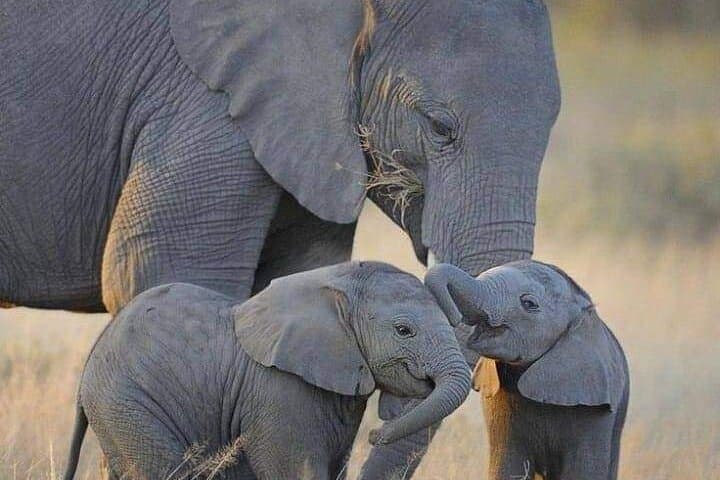 6 Days Amboseli, Naivasha and Masai Mara Safari Experience