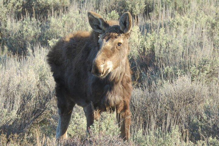 Grand Teton National Park - Sunrise Tour from Jackson Hole