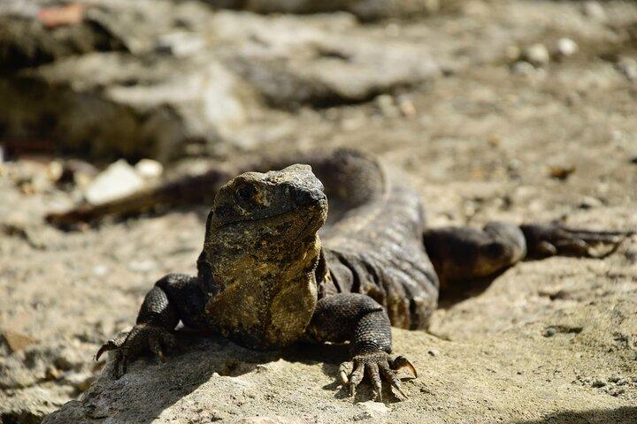 Private Tulum Ruins & Akumal Turtle Adventure