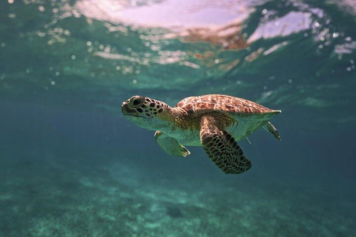 Private Turtle Snorkeling and Jungle Adventure with Cenote