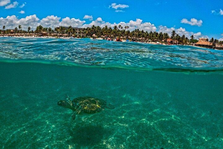 Private Turtle Snorkeling and Jungle Adventure with Cenote
