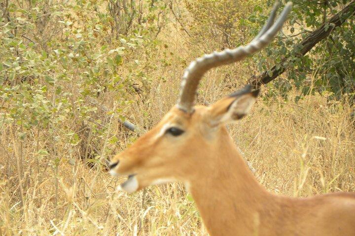 Lake Manyara National Park Full-Day Tour from Arusha