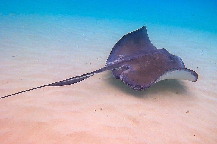 Stingray City Catamaran Sunset Tour
