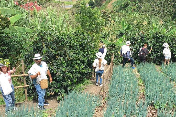 Horseback Riding Tour and Coffee Tour with Lunch and Refreshment