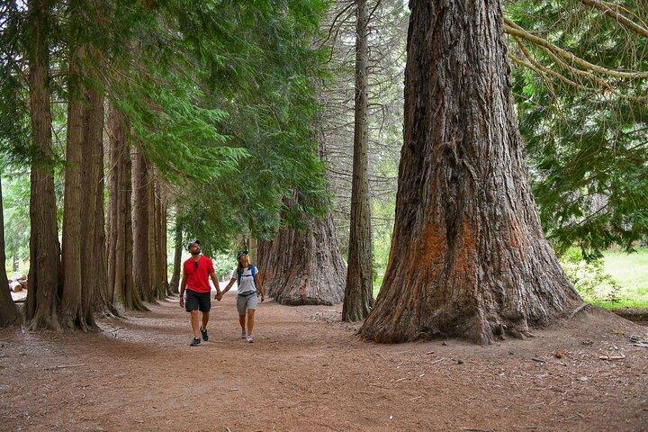 Bariloche: Boat Trip to Victoria Island and the Arrayanes Forest