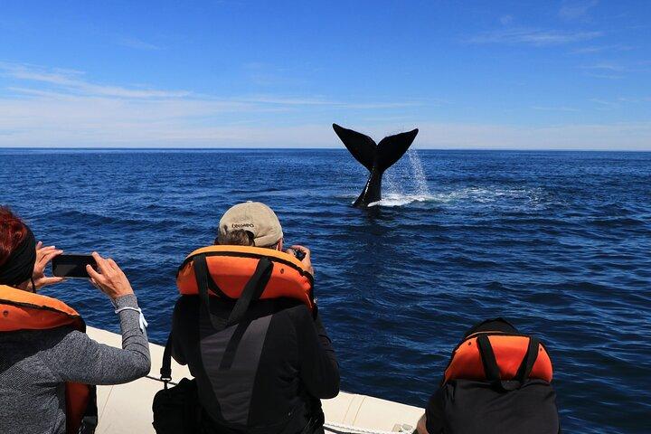 Only Whales in Puerto Madryn Full Day Tour Regular