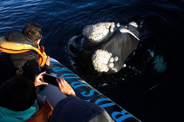 Only Whales in Puerto Madryn Full Day Tour Regular