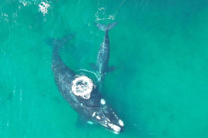 Only Whales in Puerto Madryn Full Day Tour Regular