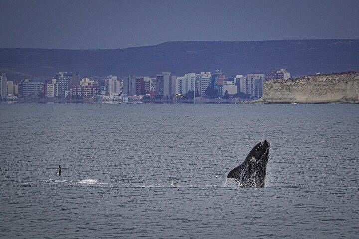 Only Whales in Puerto Madryn Full Day Tour Regular