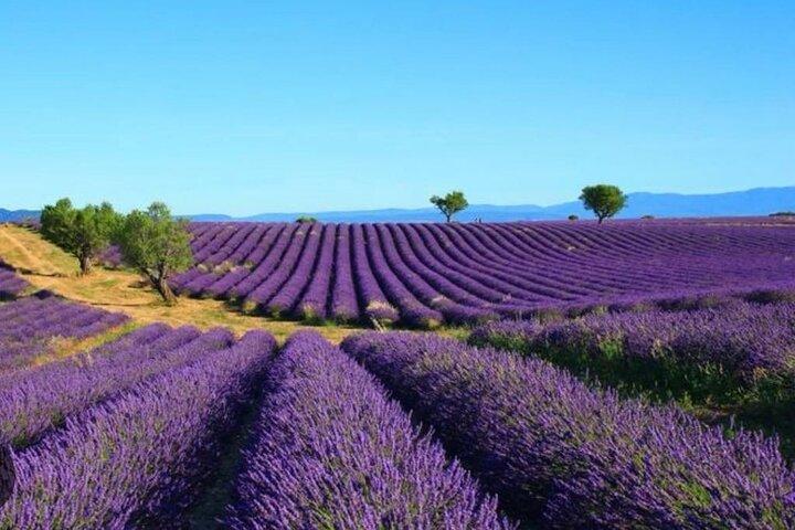Villages perched in the Luberon, Gordes and lavenders on a private day