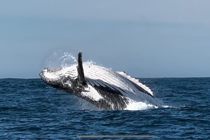 Hermanus Whale Watching Shared Boat Trip & Penguins Private Tour