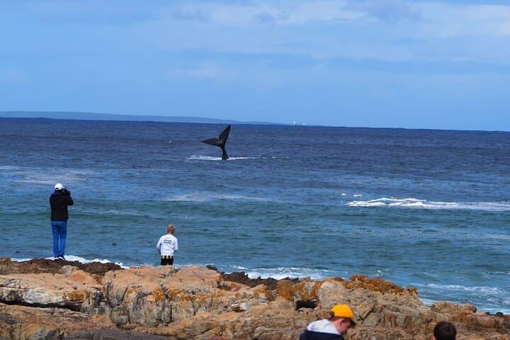 Hermanus Whale Watching Shared Boat Trip & Penguins Private Tour