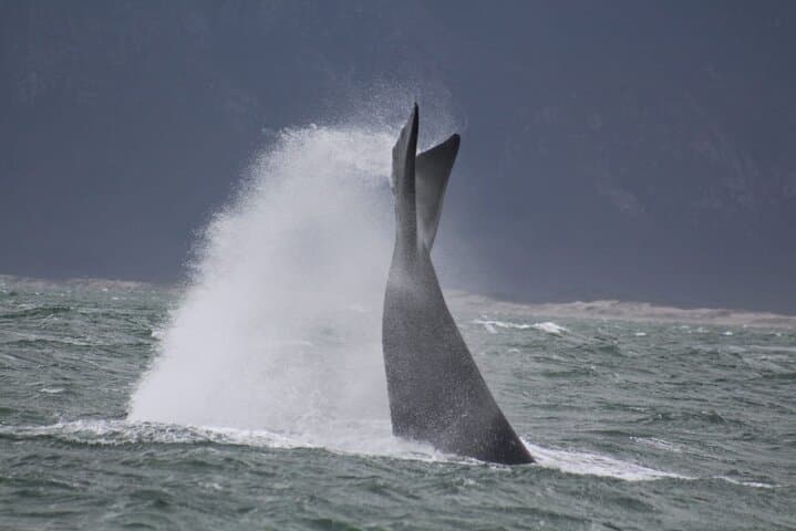 Hermanus Whale Watching Shared Boat Trip & Penguins Private Tour