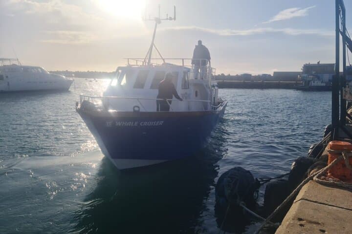 Hermanus Whale Watching Shared Boat Trip & Penguins Private Tour