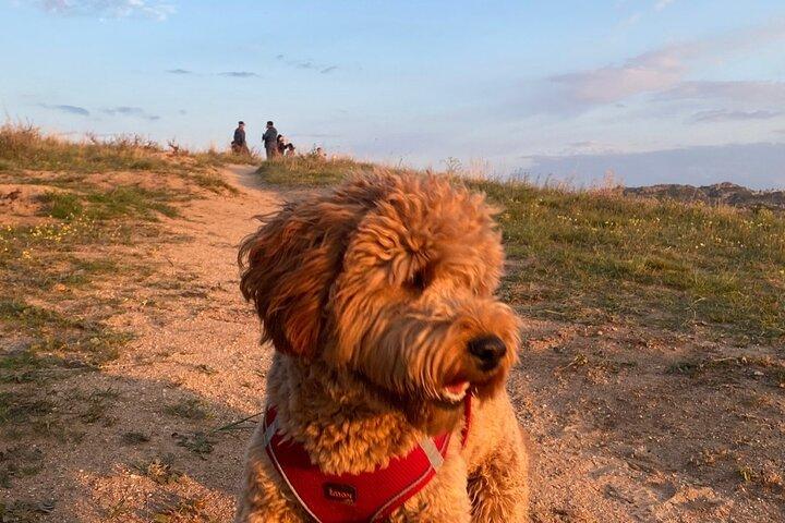 Red & Rose Valley Sunset Hiking Tour with a Trekking Dog "Oscar"