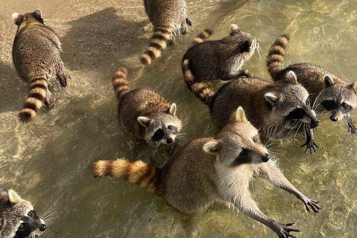 Private Miami Beach Boat Tour: Celebrity Homes, raccoons & more