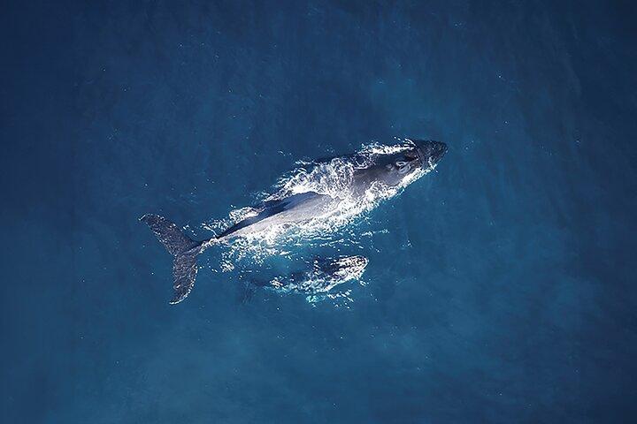 Tadoussac/Charlevoix: Whale Watching Tour