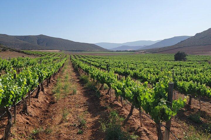 Private Vineyards Tour – Tastings & Lunch Included