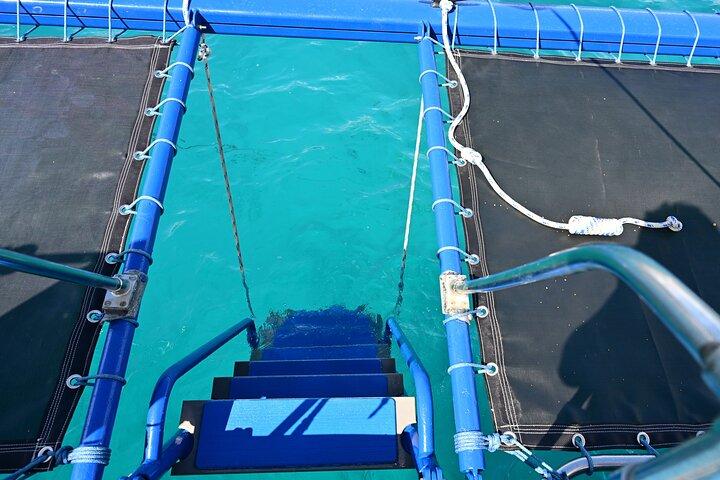 Oahu Catamaran Snorkel Tour: See Turtles 100% Guaranteed