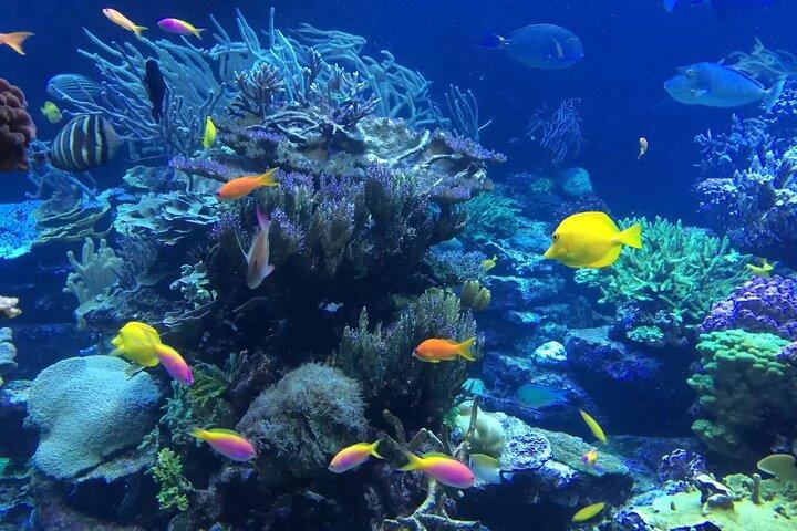Bali Blue Lagoon Snorkeling with Private Transfer and Lunch