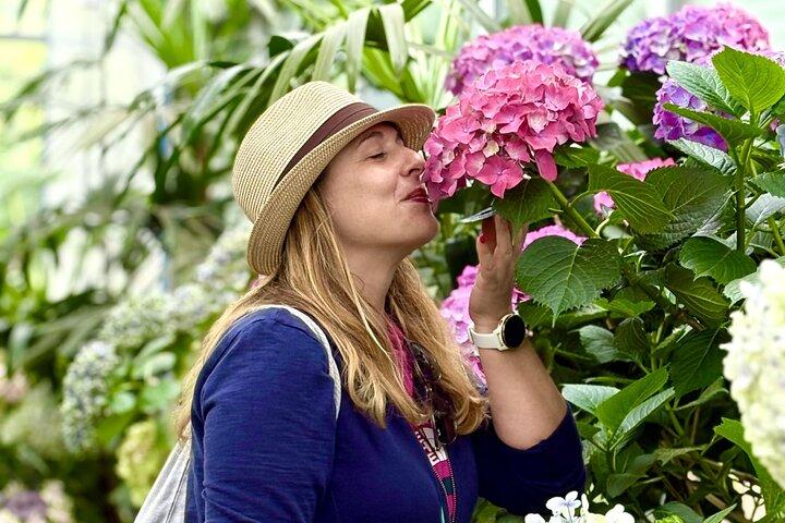 Small Group Tour for Jeju Hydrangea & Mt. Halla incl. Admissions