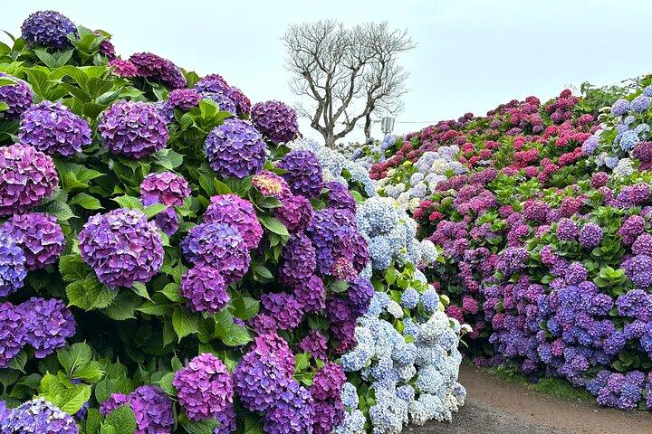 Small Group Tour for Jeju Hydrangea & Mt. Halla incl. Admissions