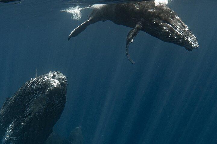 Swim with Humpback Whales in Tahiti (Seasonal)