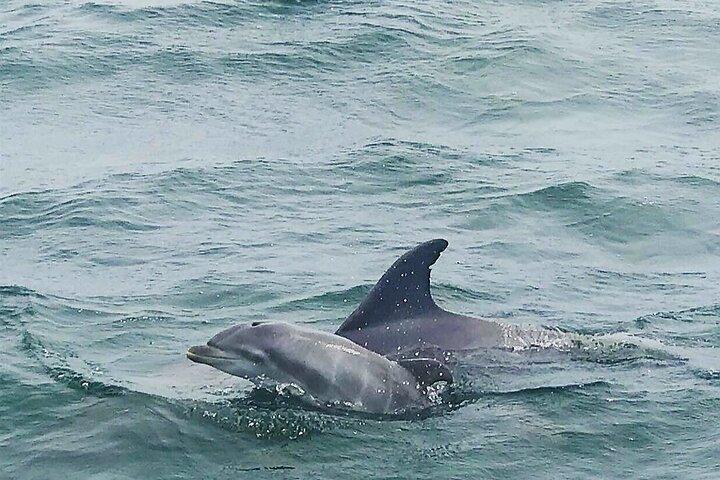Pensacola Beach Dolphin and Scenic Tour