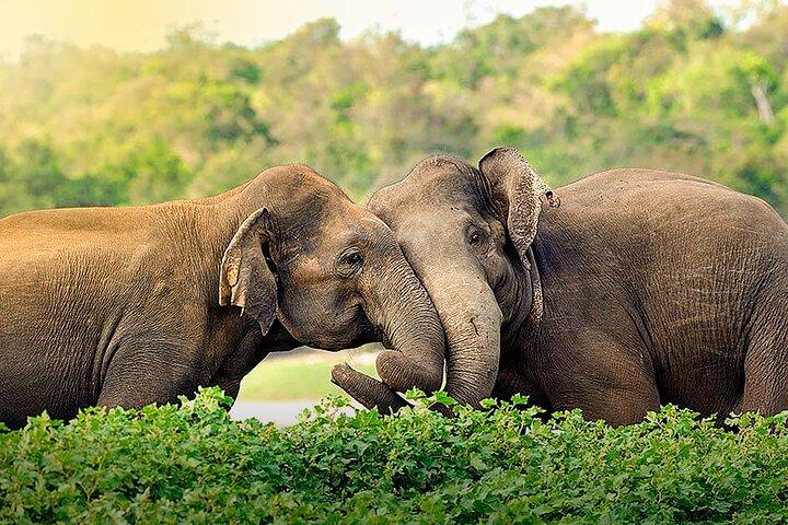 14 Days Tour in Sri Lanka - Fortnight Expedition with Luxury Hotels