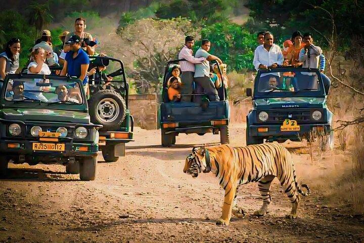 Ranthambore Tiger Safari | Shared Canter, Jeep & Private Safari