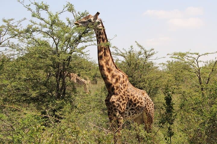 Nairobi Urban Safari: Half-Day Wildlife Adventure