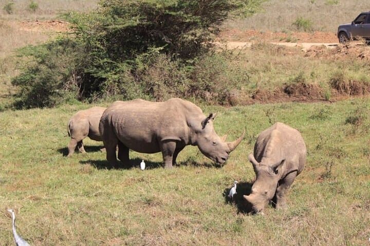 Nairobi Urban Safari: Half-Day Wildlife Adventure