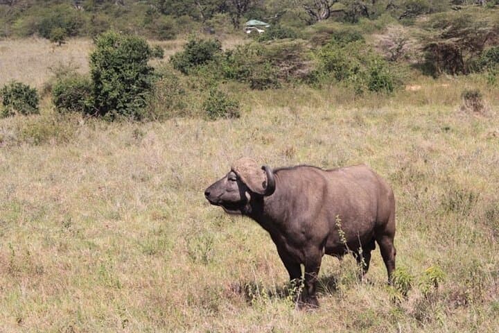 Nairobi Urban Safari: Half-Day Wildlife Adventure