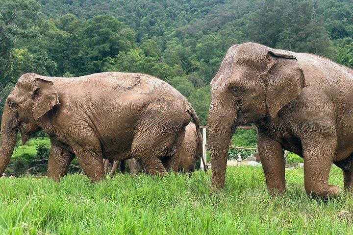 4 in 1 Elephants Long Neck Rafting and Sticky Waterfall Tour