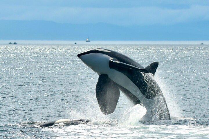 Victoria Whale Watching Tour by Zodiac