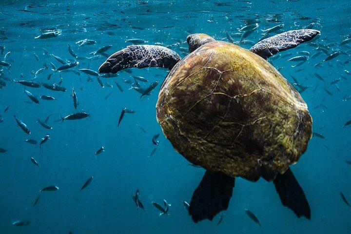 Snorkel Dive with Turtles