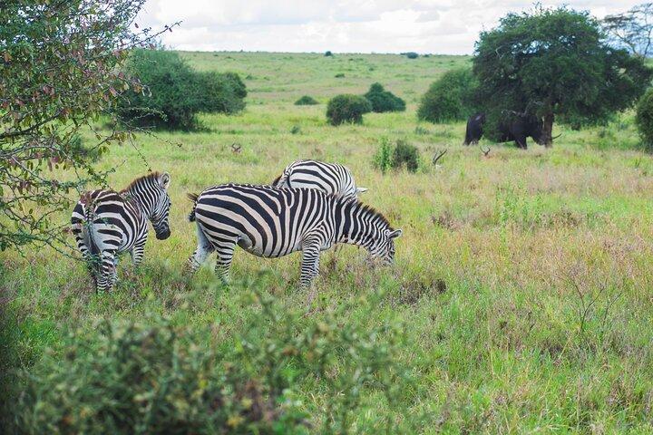 Tour of NNP, Sheldrick, Giraffe Centre & Kazuri Beads Experience